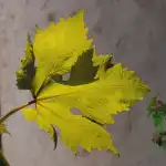 Adolescent Grape Leaf